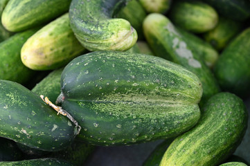 Fresh harvest green cucumbers on display at a market in Spain.
