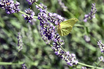 La farfalla sul profumato fiore della lavanda.