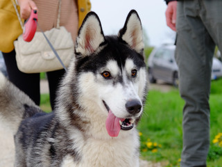 Young and Happy Siberian Husky photoshot in the countryside of Vicenza, April 2019