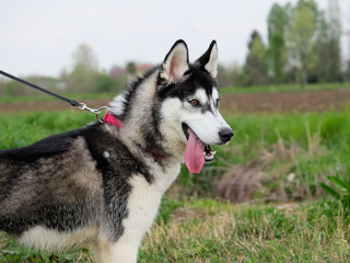 Young and Happy Siberian Husky photoshot in the countryside of Vicenza, April 2019