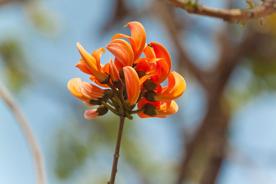 Polash flower in full bloom