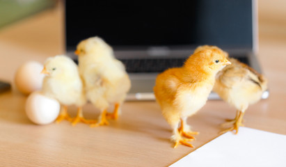 Newborn Chicken on silver laptop. Back to school or beginner user concept.