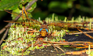Wonderful insect dragonfly. Macro shot in the early morning.