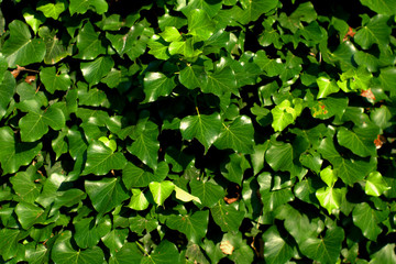 green leaves background,green, plant, leaf, nature, leaves, foliage, wall, fresh, summer, natural,, texture, garden,