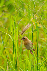 Female Asian Golden Weaver perching on grass stem in paddy field