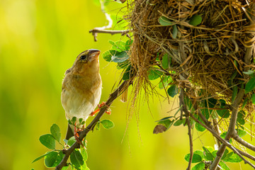 Female Asian Golden Weaver perching near its nest during spawning season