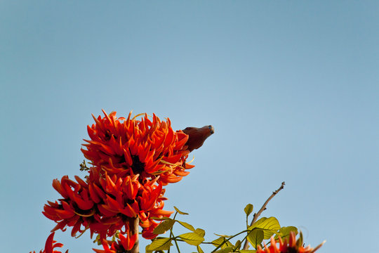 Polash flower in full bloom