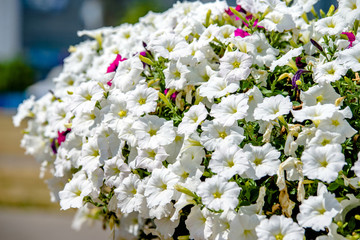 White petunias grow on flower beds in the city 