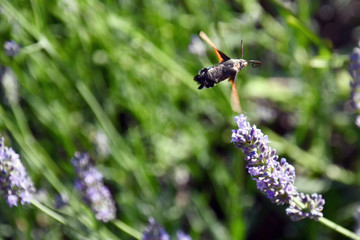 La sfinge del Galio, o insetto colibr&igrave; succhia il nettare dai profumati fiori della lavanda