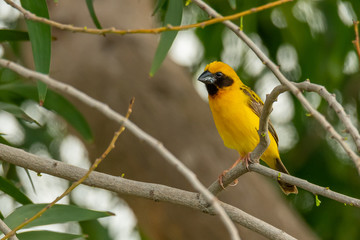 Male Asian Golden Weaver isolated perching on perch