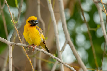 Male Asian Golden Weaver isolated perching on perch