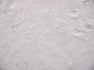 Paw prints on the sand. Nature background.