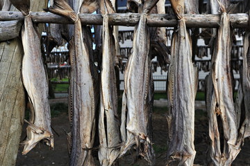 The fish (cod) is dried on the Lofoten Islands in Norway.
