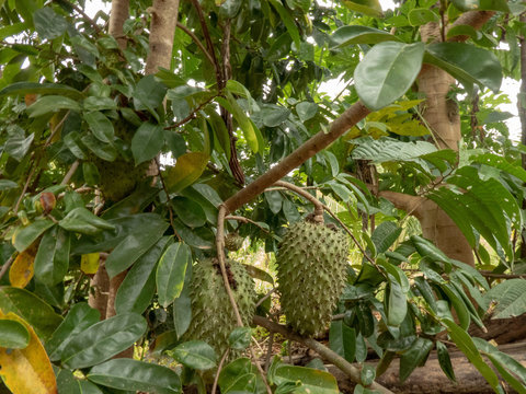 un frutto di  Graviola Minas Gerais ,Brasile