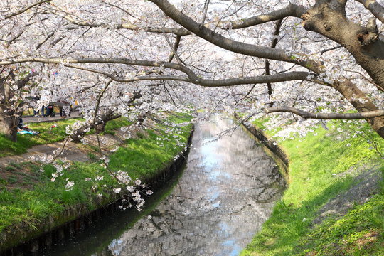 Cherry blossom at the Ebi river in Funabashi, Chiba, JAPAN.