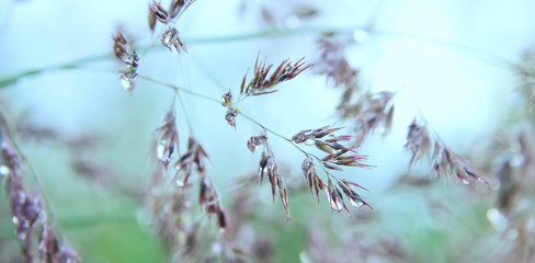 The stalks of grass in the early morning dew. Light transparent summer morning atmosphere. Art processing. Macro