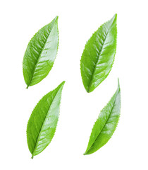 Green tea leaf isolated on white background
