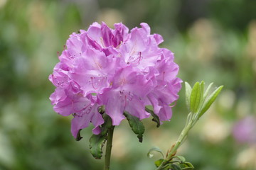Pink Rhododendronblüte