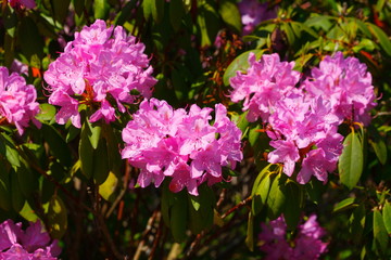 Pink Rhododendronblüte