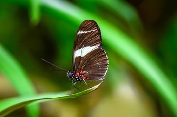Closeup   beautiful butterfly 