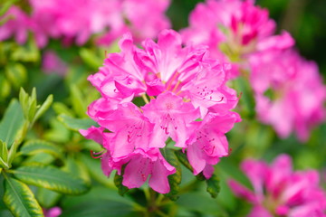 Pink Rhododendronblüte