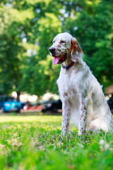 Dog breed English Setter