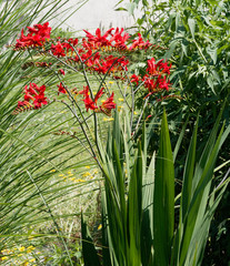 (Crocosmia × crocosmiiflora) Garten-Montbretie 'Lucifer' gelborange bis rot, sehr beliebte sommerblume