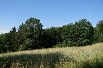 Obraz premium Wiese und Wald in Hanglage im Sommer bei Sonnenschein