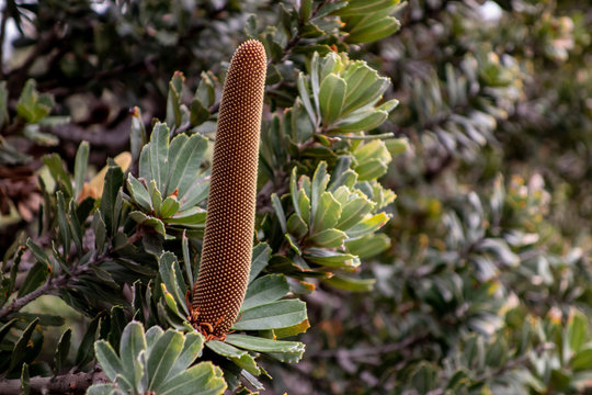 Banksia attenuata cone on a bush during the winter  an early spring