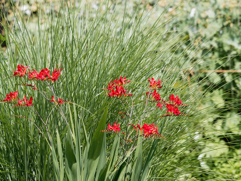 (Crocosmia &times; crocosmiiflora) Garten-Montbretie 'Lucifer' wie lodernde Flammen im garten