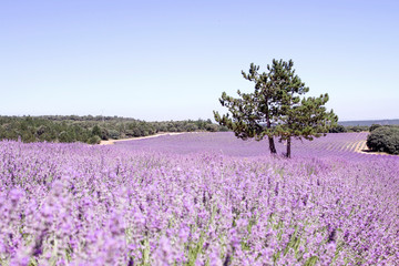 Lavender field in La Alcarria, Spain