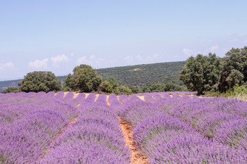 Naklejka na ściany i meble Lavender field in La Alcarria, Spain