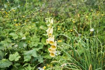 dzwonek żółty kwiat