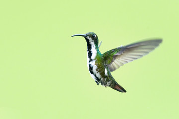 A female Black-throated Mango hovering in the air in a garden with a smooth background.