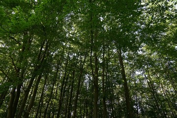 Fototapeta premium Fränkischer Laubwald im Sommer