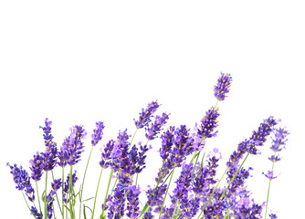 Fresh lavender flowers - obrazy, fototapety, plakaty