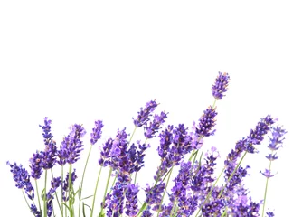 Rolgordijnen Verse lavendel bloemen © eAlisa