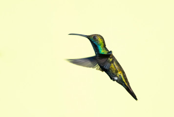Glittering male Black-throated Mango hummingbird, Anthracothorax nigricollis, in flight isolated on a pale yellow backgorund.
