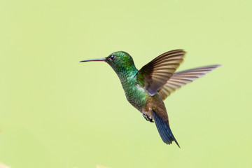A Copper-rumped hummingbird hovers in the air with a smooth background.