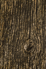 Texture of an old dried die of a tree. An ancient shabby moss-and fungus-powdered wooden table top in the garden.