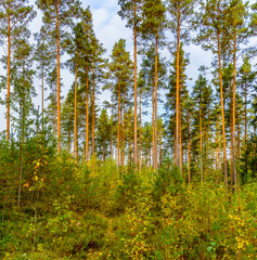 Fototapeta premium Panorama of coniferous autumn forest with yellow leaves on small trees.