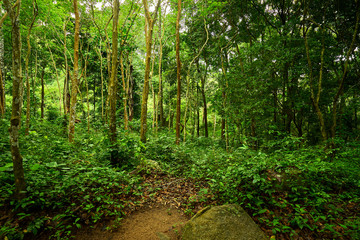 green forest in thailand