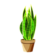 Vector realistic detailed house plant for interior design and decoration.Tropical plant for interior decor of home or office