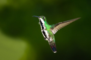 A female Black-throated Mango hummingbird, Anthracothorax nigricollis,  hovering in the air...