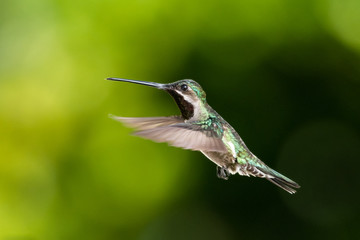 A Long-billed Starthroat hovers in the air in a garden with a smooth background.