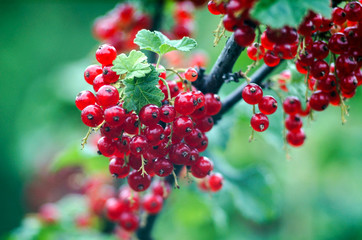 Branch of red currant on a green background