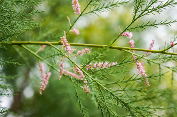 Pink flowers on green branches