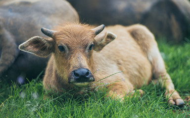 Cattle And Buffalo In Green Field 