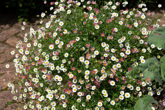 Pretty Erigeron plant growing in garden