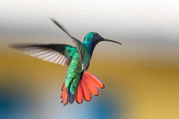 A male Black-throated Mango hummingbird, Anthracothorax nigricollis,  hovering in the air in a garden with a smooth background.